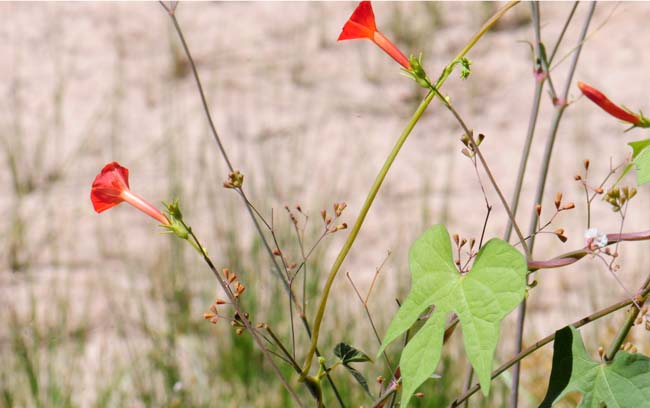 Ipomoea cristulata, Trans-Pecos morning-glory, Southwest Desert Flora